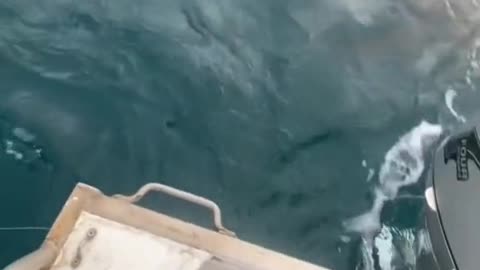 Shark goes CRAZY on fishing boat