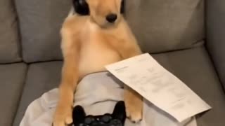 Dog sitting in her couch playing video games.