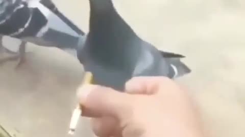 Have you ever seen a pigeon smoking a cigarette?