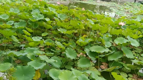 See how beautiful the lotus flowers are in full bloom