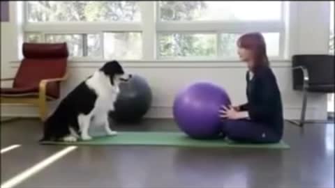 Animalsdt white dog sitting on owner trying to do yoga :Dog exercise