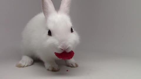 Bunny ASMR