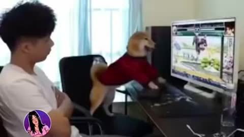 o cachorro jogador fica irritado ao desligar pc