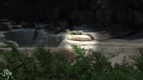 Bronx Polar Bear Suffers In 91 Degree Heat