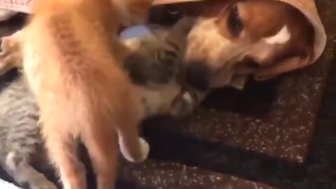 Amazing friendship between cat n dog