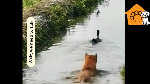 Dog and Duck