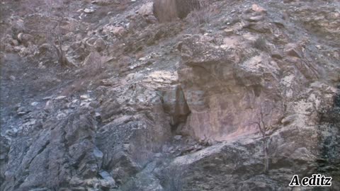 Snow leopard hunting in mountain