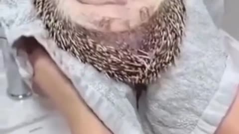 bathing the hedgehog