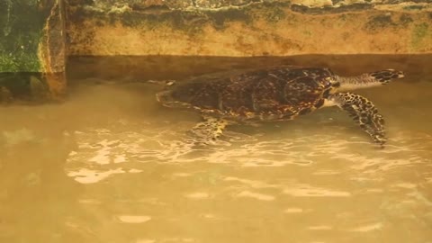 Adult turtle swimming in pool in conservation area in Sri Lanka