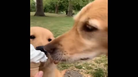 The Famous CHIPI CHIPI CHAPA CHAPA song mix clips sing along ( cute puppy videos)