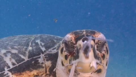 Turtle's Hidden Secret- You Won't Believe This #turtle #sea #pets