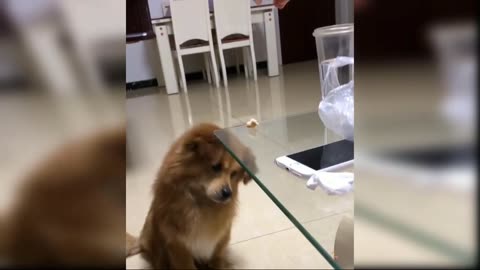 Cute baby dog's funny moments 😄