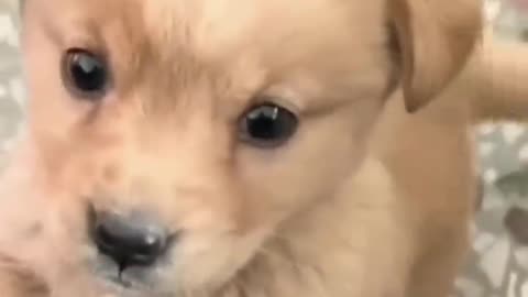 Cute baby dog