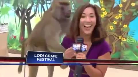 Funny Baboon gropes Asian hot Tv chick!