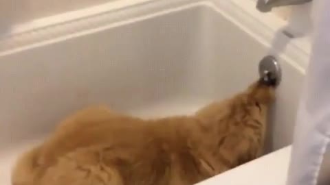 playing in the bathtub