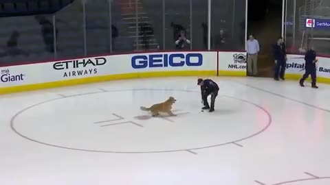 A dog playing with a ball in an ice hockey court.