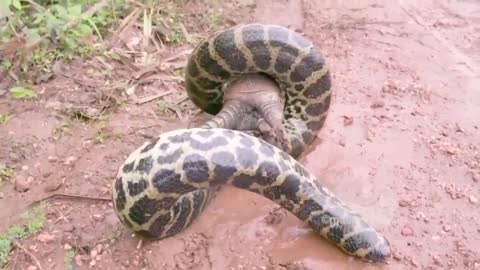 Giant pyton snake, swallowing alive canasta armadillo