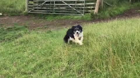 Super smart dog taking care of sheep