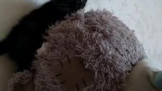 CAT VS BEAR