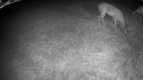 Relaxing video of Whitetail deer in my Cypress TX neighborhood