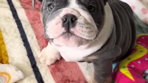 Cute Bulldog