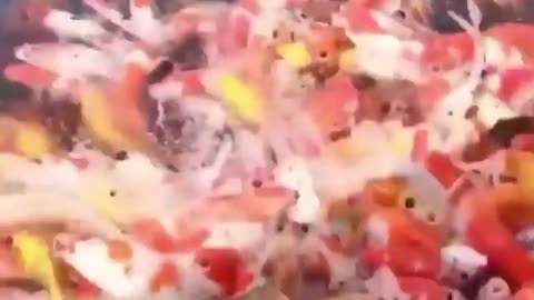 CUTE BABY PLAYING WITH FISH