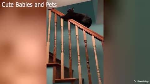 CATS will make you LAUGH YOUR HEAD OFF 😆😹🤣 Funny CAT compilatio