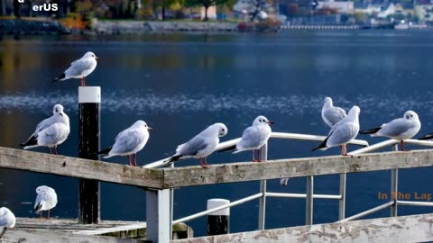 In the Lap of Nature - Birds Singing,Bird Sounds Relaxation, Soothing Nature Sounds.