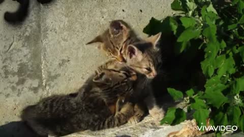 Three kittens playing together