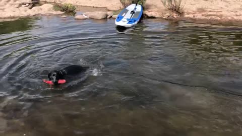 Leaping Labrador