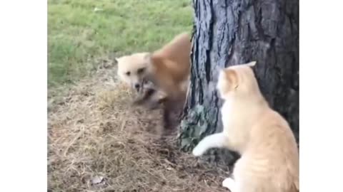 Cat and fox games