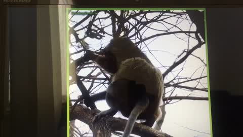 Monkey mother giving birth