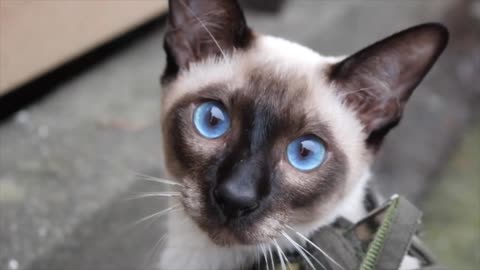 6 REASONS You'll Love the Siamese Cat ❤️😹💞