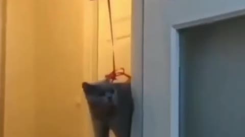 Cat flying love balloon.