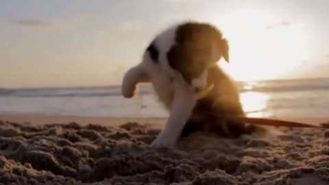 Sun Sea Beach. Little puppy playing on the sand