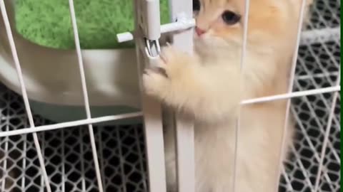 Cat escaping