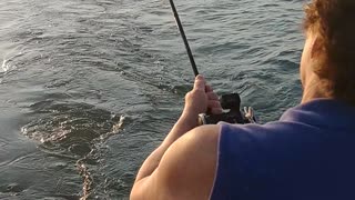 Lake Erie walleye