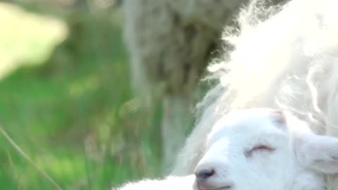 Beautiful Sheep with her baby very cute video