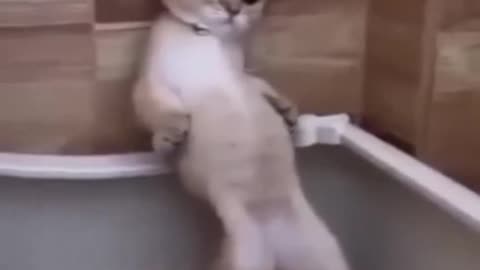 Cute Cats and Dogs Show Off Their Adorable Tricks!