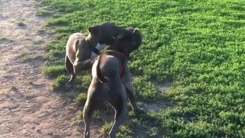 Couple of Dogy Playing Together