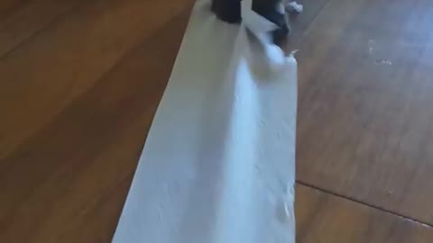 Kitties Find Toilet Paper Roll