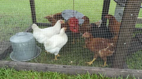 CHICKENS (Getting use to their new home)