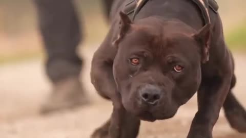 Pitbull Dog viral video