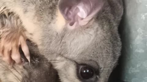 Possum Pair Get a Helping Hand