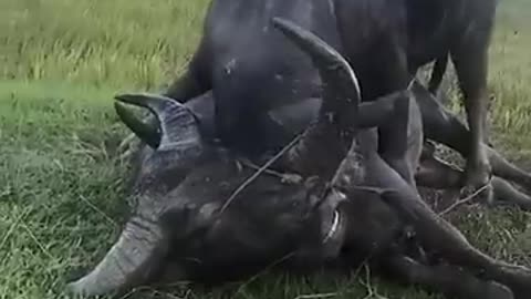 Buffalo fight __buffalo fight__