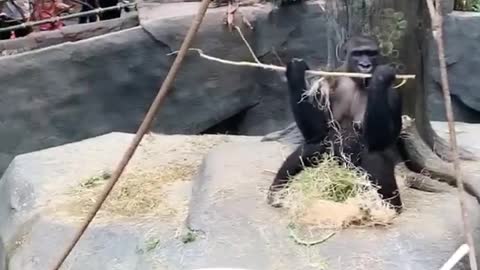 Gorilla Gets Goofy