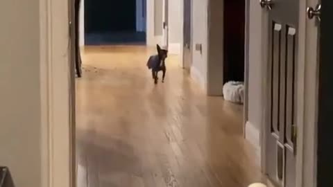 Dog has a little rhythm! 😂