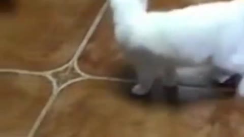 Funny cat dance