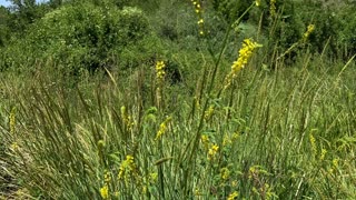 Cherry Creek Nature Trail