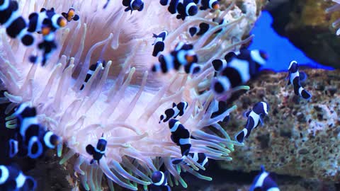 Aquarium 4K VIDEO (ULTRA HD) - Beautiful Coral Reef Fish - Sleep Relaxing Meditation Music